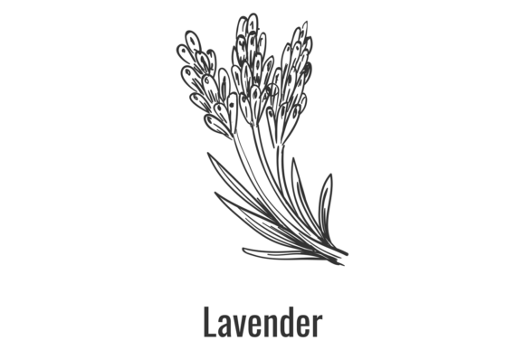 Lavender Flowers Drawing: Graphics and Illustrations